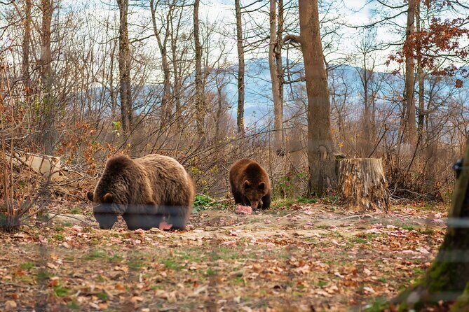 Legends&Wildlife Awaits: Dracula's Castle & Bear Sanctuary - Drive time you can actually use: Carpathian scenery plus onboard commentary