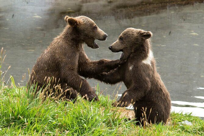 Libearty Bear Sanctuary and Dracula's Castle - Day Tour from Bucharest - Pickup, guides, and the value of small-group touring
