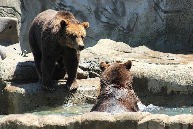 LiBEARty Brown Bear Sanctuary and the most important castles from Romania - A long day that really changes pace from Bucharest