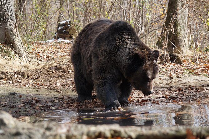 One day trip Bear Sanctuary Dracula Castel and Rasnov Fortress from Brasov - Libearty Bear Sanctuary Zărnești: the stop with the strongest feelings