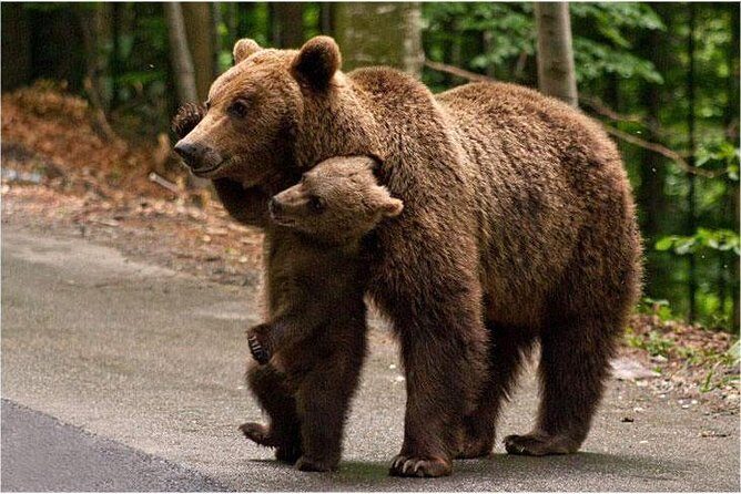 One day trip Bear Sanctuary Dracula Castel and Rasnov Fortress from Brasov - Price and value: what you pay upfront vs. on the day