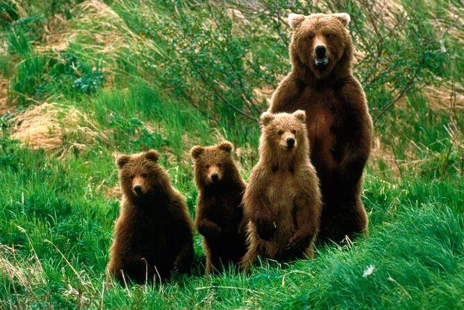 One day trip Bear Sanctuary Dracula Castel and Rasnov Fortress from Brasov - Should you book this Brasov day trip?
