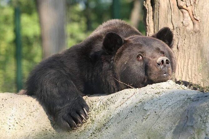 One day trip Bear Sanctuary Dracula Castel and Rasnov Fortress from Brasov - FAQ
