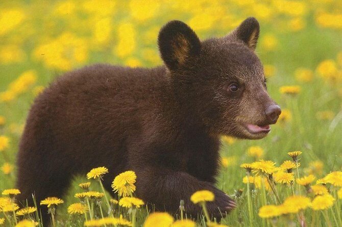 One day trip Bear Sanctuary Dracula Castel and Rasnov Fortress from Brasov - Bran Castle: Dracula’s Castle, myth, and what to expect inside