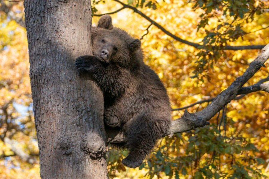 One day trip Bear Sanctuary, Dracula Castle - Key things to love before you go