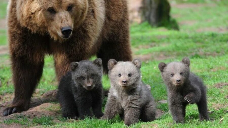 One day trip Bear Sanctuary, Dracula Castle - One day, two big moods: bears and Bran Castle