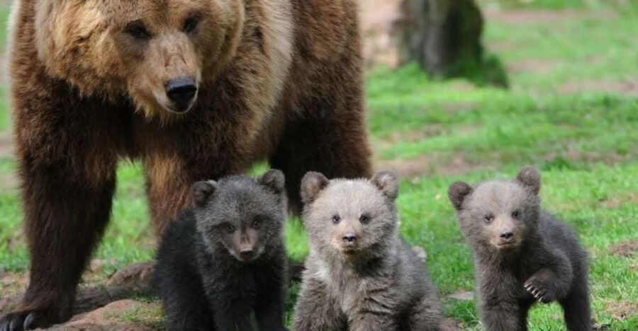 One day trip Bear Sanctuary, Dracula Castle - Liberty Bear Sanctuary Zărnești: the point is respect and realism