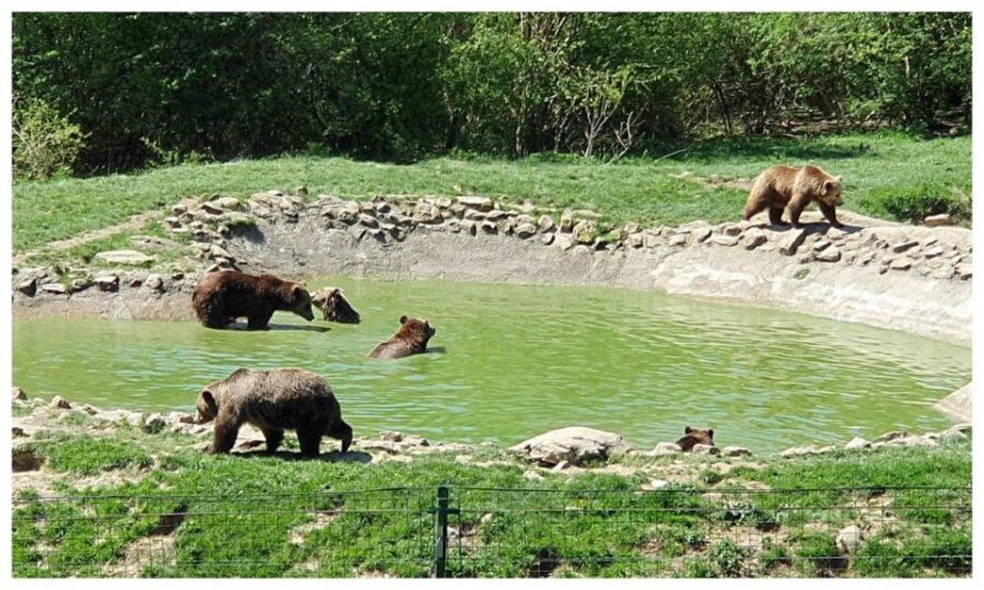 One day trip Bear Sanctuary, Dracula Castle - Guided bear viewing: what your guide will help you notice