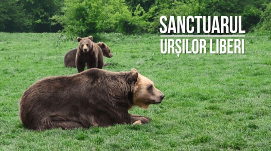 One day trip Bear Sanctuary, Dracula Castle - How long is the day really?