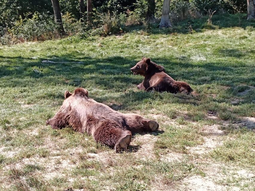 One day trip Bear Sanctuary, Dracula Castle - Price and value: tour fee plus two separate tickets