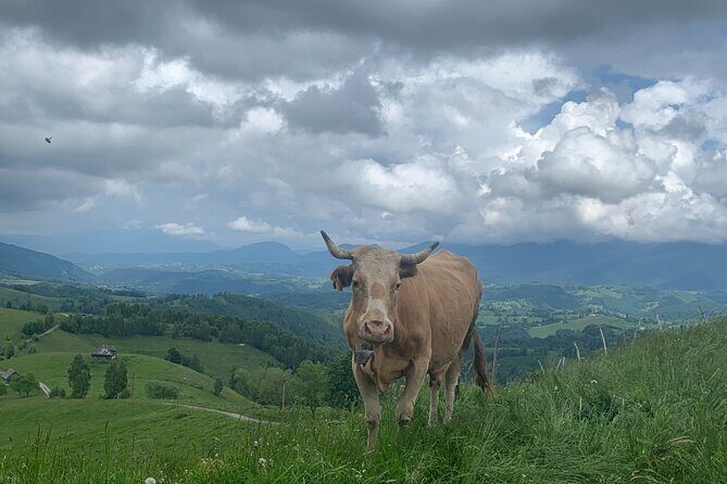 Peles castle and authentic Romanian village experience - day trip - Barajul Paltinu: a short lake stop that’s all about the setting