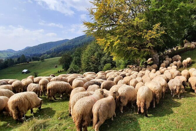 Pestera and Magura Full-Day Private Walking Tour from Brasov - What you’ll actually do with the guide (and why it matters)