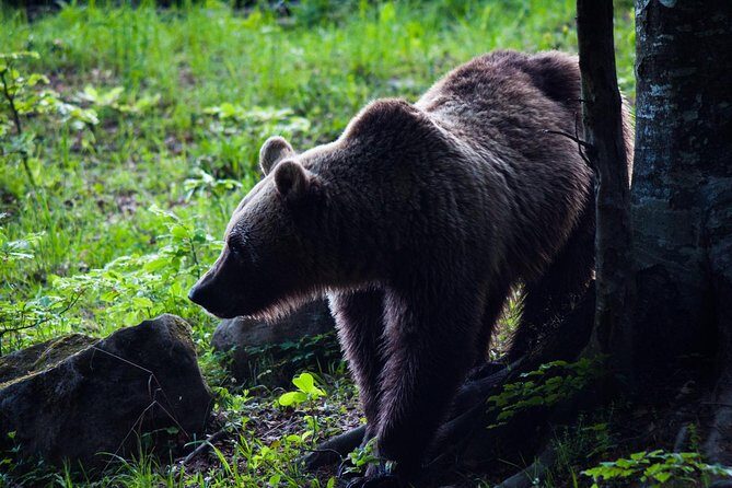 Private Brown Bear Watching Experience near Odorheiu Secuiesc - Key highlights worth planning around