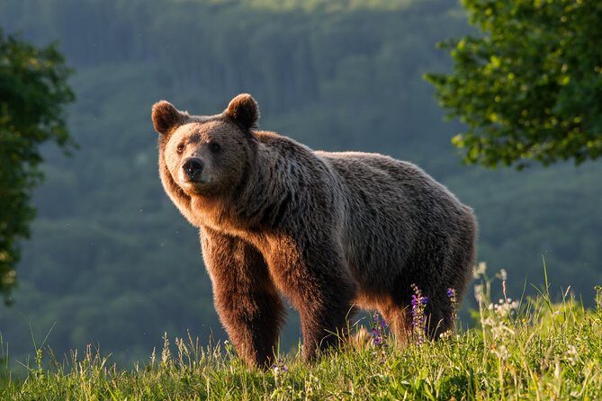Private Brown Bear Watching Experience near Odorheiu Secuiesc - The bear hide plan: quiet patience in a 500m stretch of forest