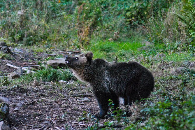Private Brown Bear Watching Experience near Odorheiu Secuiesc - The bonus stories and the forest after the hide