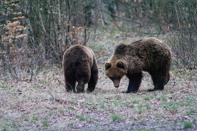 Private Brown Bear Watching Experience near Odorheiu Secuiesc - Safety with an armed guide: comfort, not a gimmick