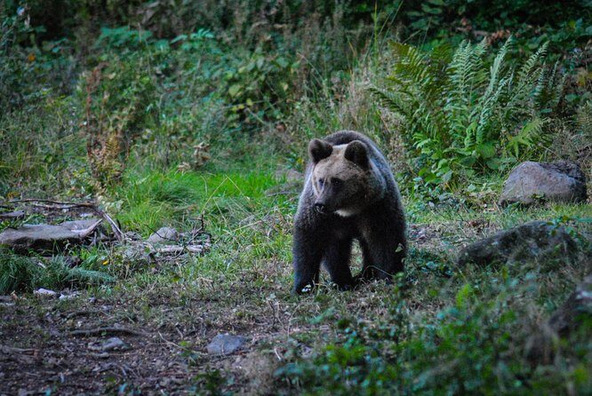 Private Brown Bear Watching Experience near Odorheiu Secuiesc - Price and value: what $82.80 buys you in the Carpathians