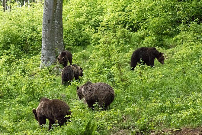 Private Brown Bear Watching Experience near Odorheiu Secuiesc - Planning your evening: what to pack, when to go, and how to avoid problems