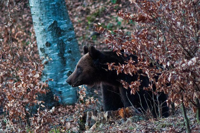 Private Brown Bear Watching Experience near Odorheiu Secuiesc - Timing and odds: when sunset and the 4WD drive help you