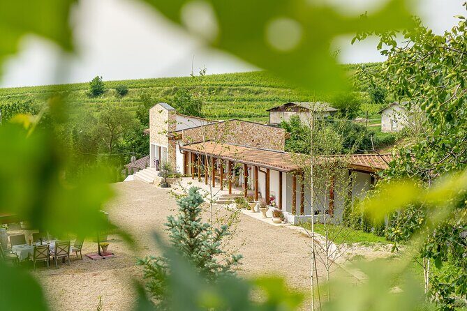 Private Tasting Expedition Along Romania’s Most Famous Wine Route - Stop 1 at Dealu Mare: from vines to winemaking basics