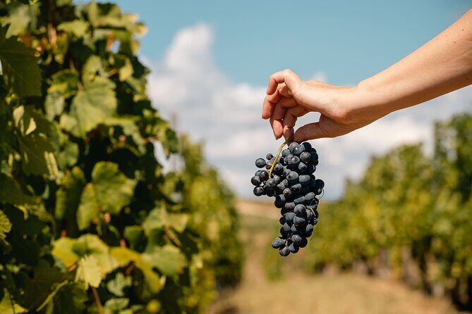 Private Tasting Expedition Along Romania’s Most Famous Wine Route - What to ask your vintners (so the day feels worth the price)