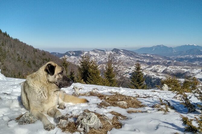 Rambling in Transylvania - Meeting Point, Pickup, and Timing That Keeps the Day Tight