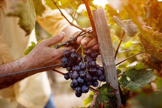 Romanian Wine Tasting - Quick Practical Advice Before You Go