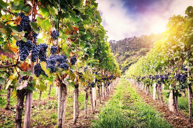 Romanian Wine Tasting - The Tastings: Over 10 Wines and Snacks to Keep You Comfortable