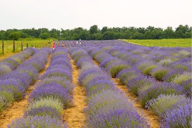 Salt Mine - Slanic Prahova - Prahova County stop: Lavender Garden (if open) and a 500-year-old tree