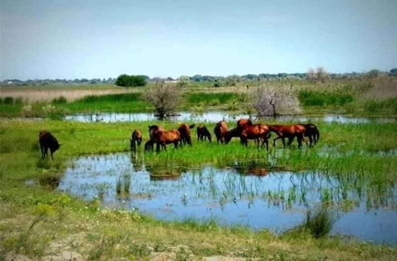 Sulina: Letea Forest Day Trip - Key things to know before you go