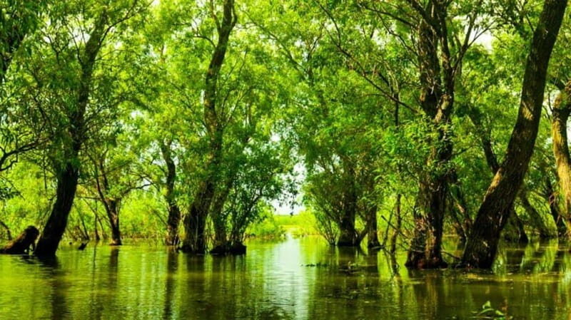 Sulina: Letea Forest Day Trip - From Sulina Port to Letea: Danube Delta on the move