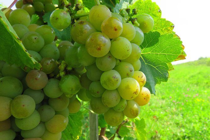 The wine route by bike - The ride itself: paved first, optional gravel for the bold